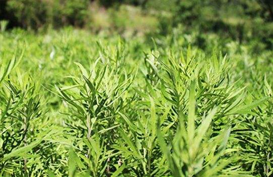 艾草艾葉在生活中有什么用途？